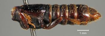 Media type: image;   Entomology 20239 Aspect: habitus lateral view